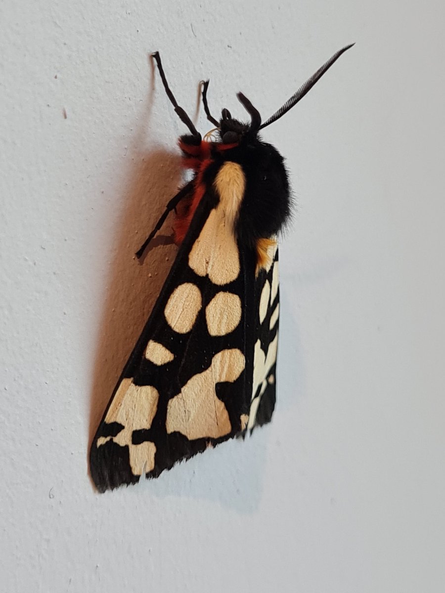 Cream Spot Tiger Moth at Worth Matravers, Purbeck