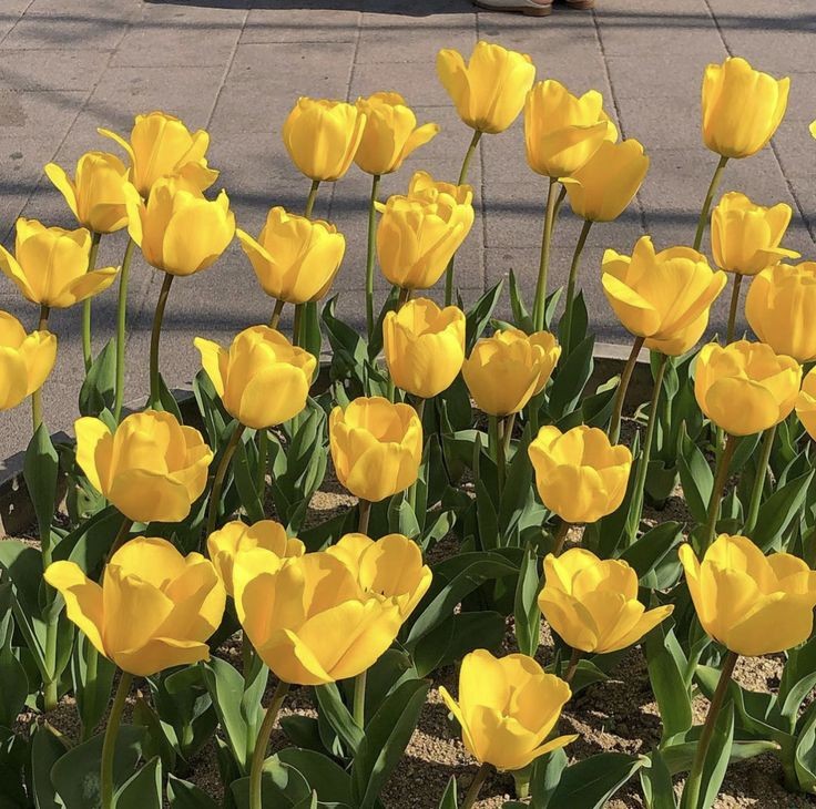 yellow tulips