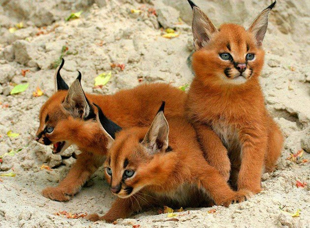 strange wild cat is called a Caracal