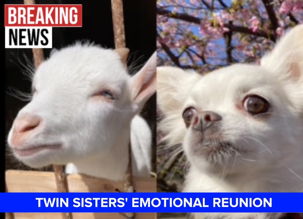 愛用 goat sisters 山羊の姉妹 アート/写真 - ellasearle.com.au