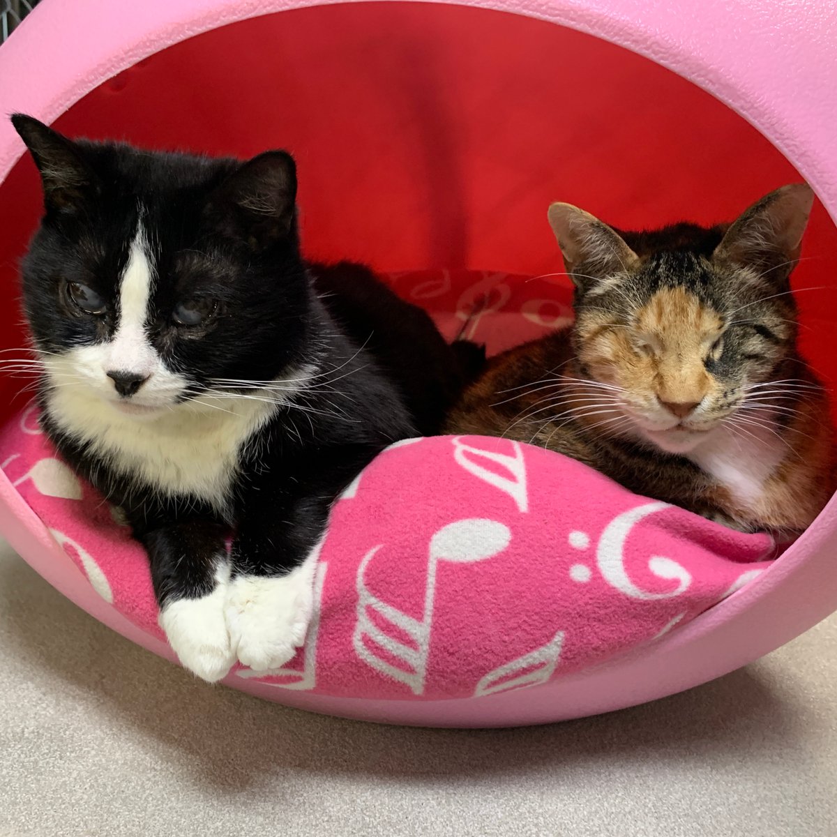 Happy #BestFriendsDay from Izzy & LT! They ask if you can join in by giving to our first-ever worldwide fundraising campaign through GlobalGiving! Help the cats reach their goal of $5k to go towards medical expenses & care!
 
Please click here to help: bit.ly/3Ce2Dqx