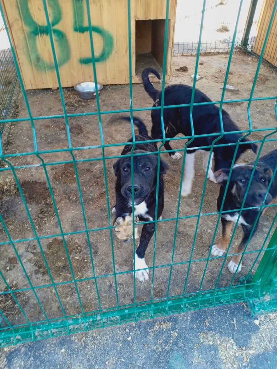 Marisol Sebastián tweet media