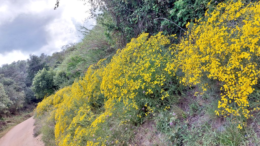 La riera de #SantaSusanna tapissada de #Seneciopterophorus, espècie exòtica invasora que cada any deixa menys espai a la vegetació pròpia de la riera. ⚠️