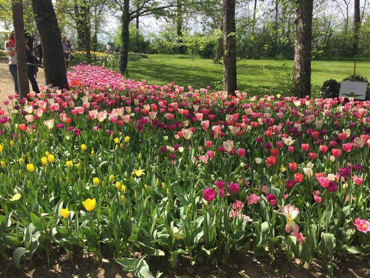 softdeIicacy's tweet image. surrounded by beautiful flowers.
