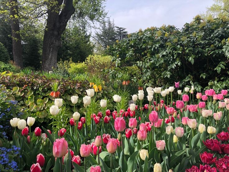 softdeIicacy's tweet image. surrounded by beautiful flowers.