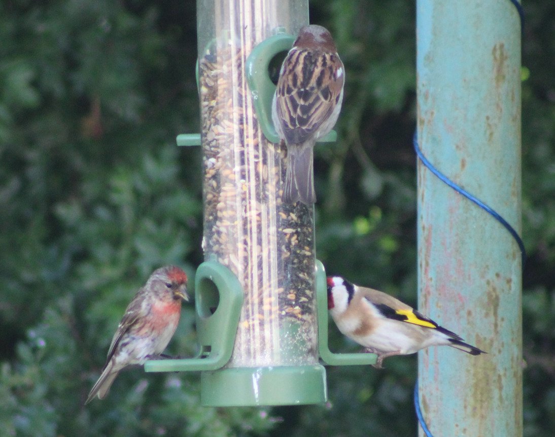 📸 Just spotted a stunning Redpoll in my garden! 😍🐦 #Redpoll #BirdwatchingAdventures #GardenBirding #Lifer @RSPBNI @UlsterWildlife