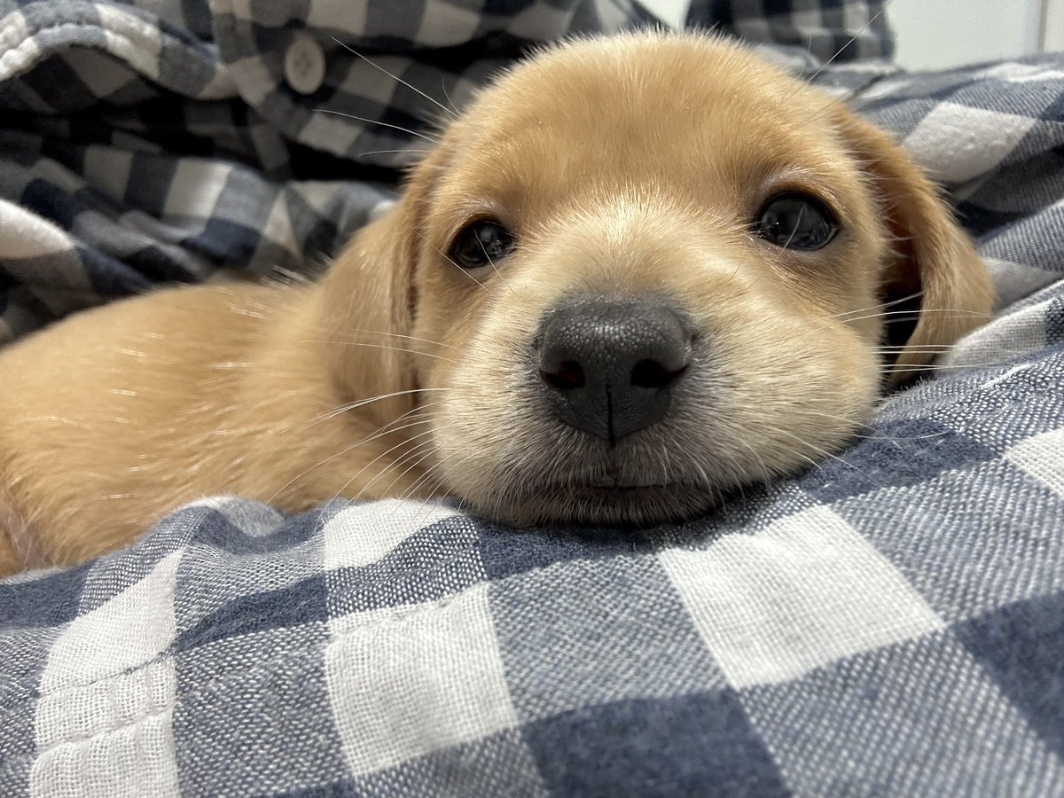 𝐤𝐚𝐤𝐚𝐚-𝐬𝐡𝐢 (@kakaashiba) on Twitter photo 