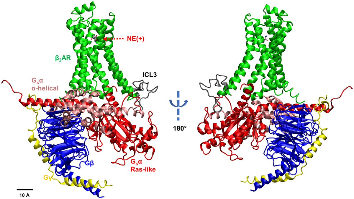 psc_live's tweet image. Simulations run on #Anton2 by @ucd_physiology researchers reveal previously unseen activity between G proteins and cell-surface receptor proteins. Results offer clues to designing better G protein-targeting drugs. Read more: bit.ly/3WTVvcv #HPC #MolecularDynamics