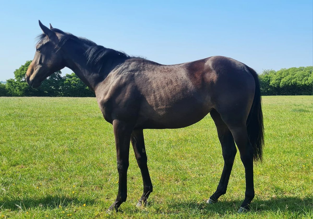 JessWestwood's tweet photo. One of the most exciting things about breeding is watching them grow and wondering how good they could be?..2yr by @coolmorestud Maxios, yearling by Vadamos &amp; a 2yr by Dartmouth owned by Liz Prowting @HannahBishop79 .  #FutureStars #Champions #Maxios #Vadamos #Dartmouth https://t.co/t4WVjXxjxd