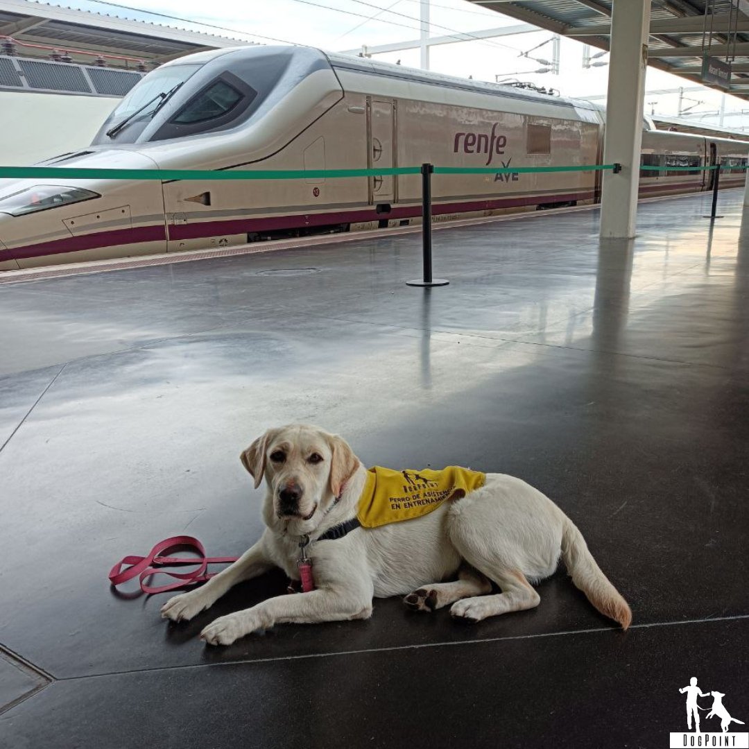 dogpoint_ong's tweet photo. En Renfe los perros de asistencia viajan siempre gratis y no están sujetos a limitaciones de peso o transporte.
 https://t.co/tZkklHuFPn https://t.co/wPdTDgSk3P
 https://t.co/Ts5IKcrXSt
https://t.co/IYNhGaOdPY https://t.co/C51xfIGoRX