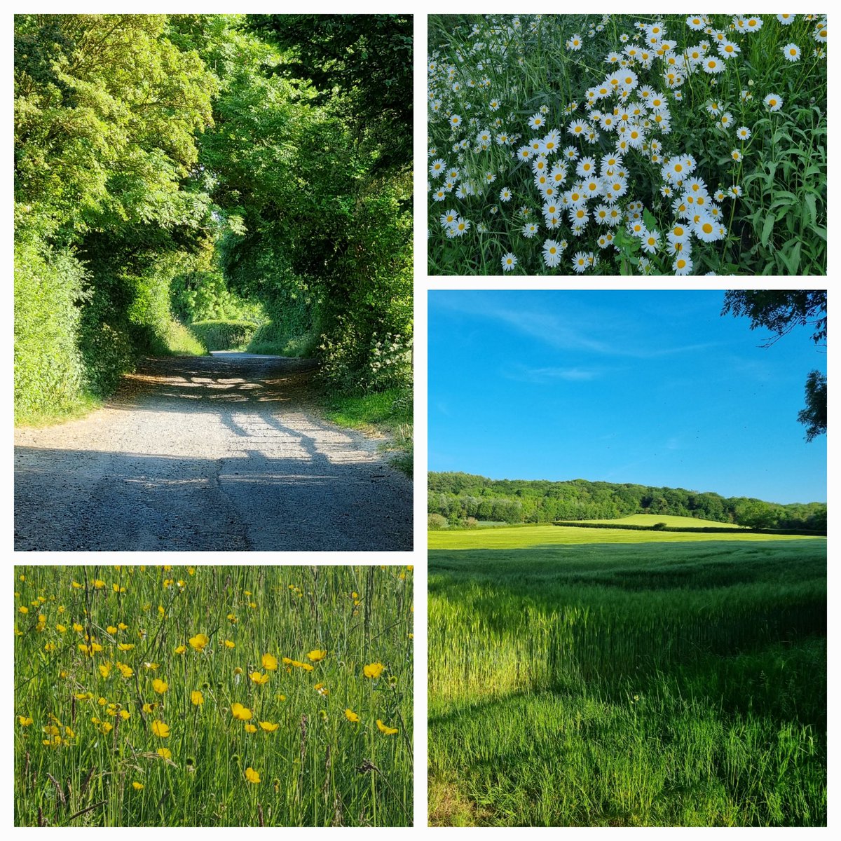 What a glorious evening 💚🌳💚

C'mon Telford and Wrekin,  let's hear some confirmation that you're going to fight for this landscape too 💚🌳💚

#stopsteerawaysolarfarm 
#stopnewworkssolarfarm
#wrekinstrategiclandscape
#inappropriatedevelopment