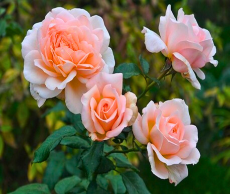 HortusLoci's tweet image. 🌹 Award-winning Rosa 'Chandos Beauty' is our best-selling Rose from the Hortus Loci Rose Range, which is looking spectacular at the nursery right now! #hybridtearose #chandosbeauty #rosecollection