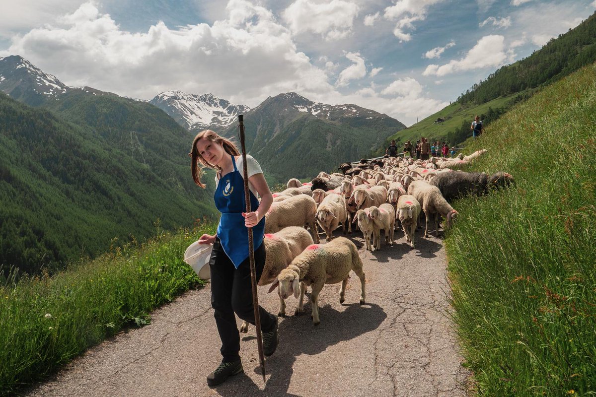 🐑 In June, Eva Götsch leads her herd on the #transhumance across the alpine ridge. The #SchnalstalValley sheep's tradition is recognized by #UNESCO as Intangible #CulturalHeritage. In September, the shepherds celebrate their return to Vernagt and Kurzras. link.suedtirol.info/transhumance_s…