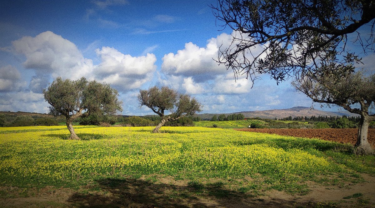 kimou_photos's tweet photo. Olive trees and Oxalis stricta, Aousja, Bizerte, Tunisia.

✅ Follow us 😉 to see our daily posts and read our valuable facts  👇 ALT 

#olive #farm #yellowflowers #aousja #oxalis #oxalisstricta #bizerte #tunisie🇹🇳 #tunisia #تونس #بنزرت  #mer #bluesky #sea #seabeauty https://t.co/UTDcWV31DC