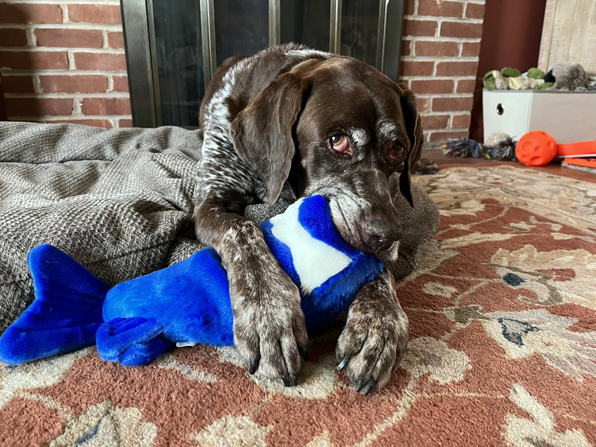 Kona says:  #IGiveAFluff