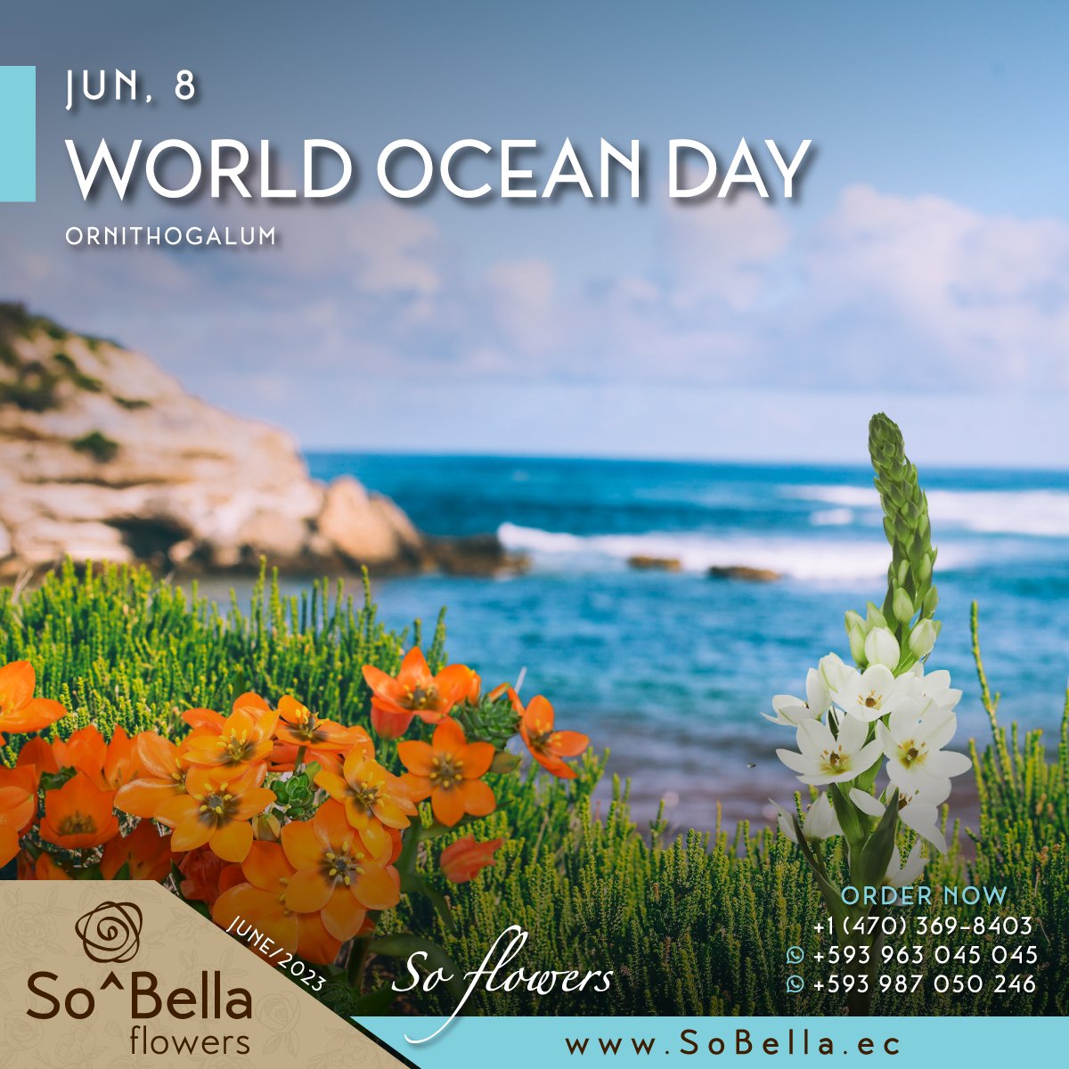 Happy World Ocean Day!
Contact us sobella.ec
Fresher premium #flowers means better #events #FarmDirect from Ecuador
🌷💐🌻🎁🌺🌸
#FreshCutRoses for your #EventDecorations #Wedding #BridalBouquets #Centerpieces #EventPlanner #bride #lifestyle #WorldOceansDay