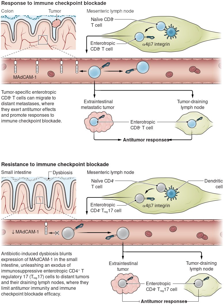 Seth Thomas Scanlon (@immunoeditor) on Twitter photo <a href="/ScienceMagazine/">Science Magazine</a> <a href="/CarolinaAlvesC5/">Carolina Alves Costa Silva, MD, PhD</a> <a href="/SciImmunology/">Science Immunology</a> Finally, <a href="/Pratt__Brandon/">Brandon Pratt</a> & <a href="/JJMilnerLab/">Justin Milner</a> put these two exciting papers in context with an outstanding <a href="/ScienceMagazine/">Science Magazine</a> Perspective!
bit.ly/Sci_adi3357 <a href="/ScienceMagazine/">Science Magazine</a> <a href="/CarolinaAlvesC5/">Carolina Alves Costa Silva, MD, PhD</a> <a href="/SciImmunology/">Science Immunology</a> Finally, <a href="/Pratt__Brandon/">Brandon Pratt</a> & <a href="/JJMilnerLab/">Justin Milner</a> put these two exciting papers in context with an outstanding <a href="/ScienceMagazine/">Science Magazine</a> Perspective!
bit.ly/Sci_adi3357
