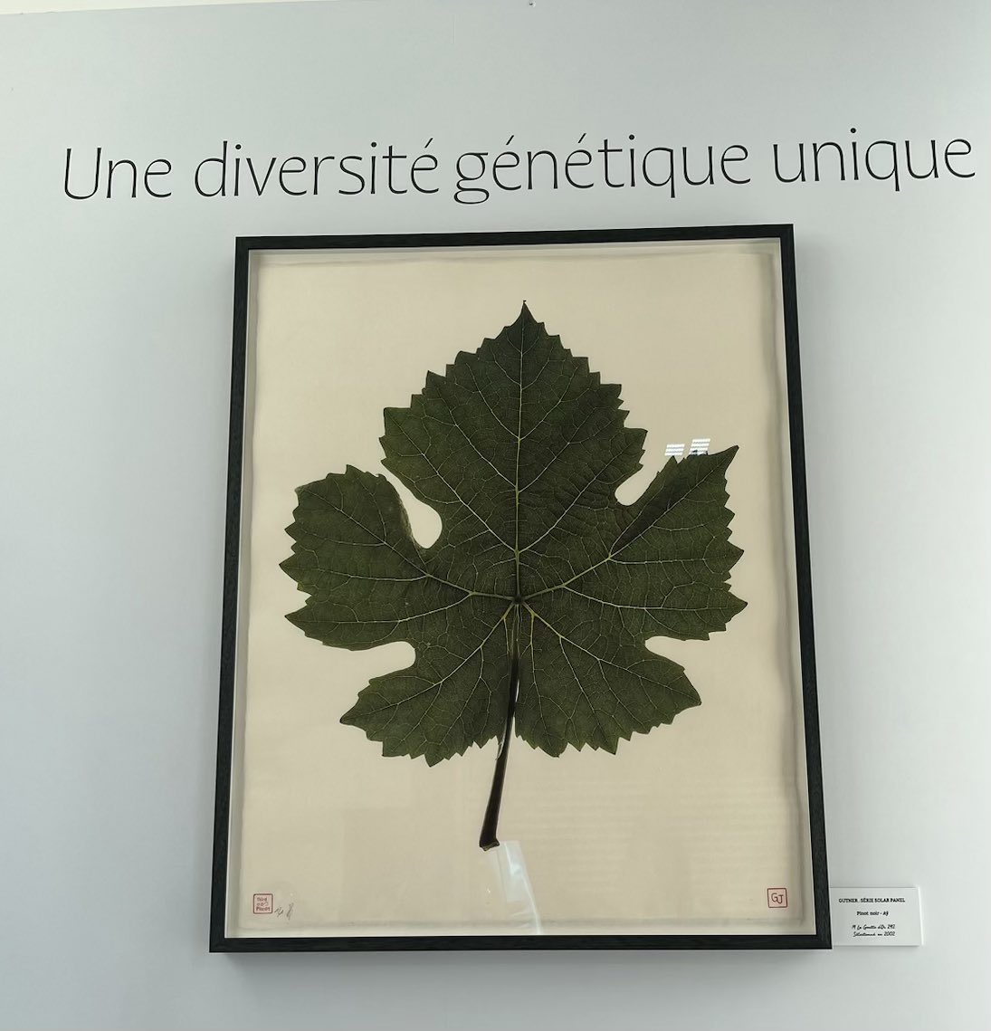 LouisRoederer_'s tweet photo. On show tonight in Paris Grand Palais Éphémère: our long time commitment to preserve #Biodiversity testified by the pictures of rare #PinotNoir #MassalSelection collected in our unique nursery! #JeanCharlesGutner #TeamRoederer #Family #Foundedin1776 #InPursuitofTaste -JBL https://t.co/tvaz0Kn1mc