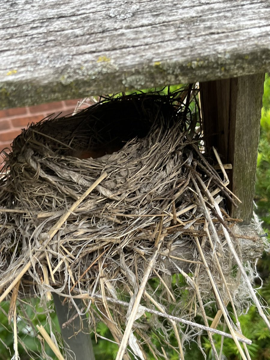 So much life bursting here at Hillside! We have baby robins and baby groundhogs and crayfish and turtles… and the poppies are poppin’! <a href="/TOES_TDSB/">TOES_TDSB</a> <a href="/LC3_TDSB/">TDSB LC3</a>