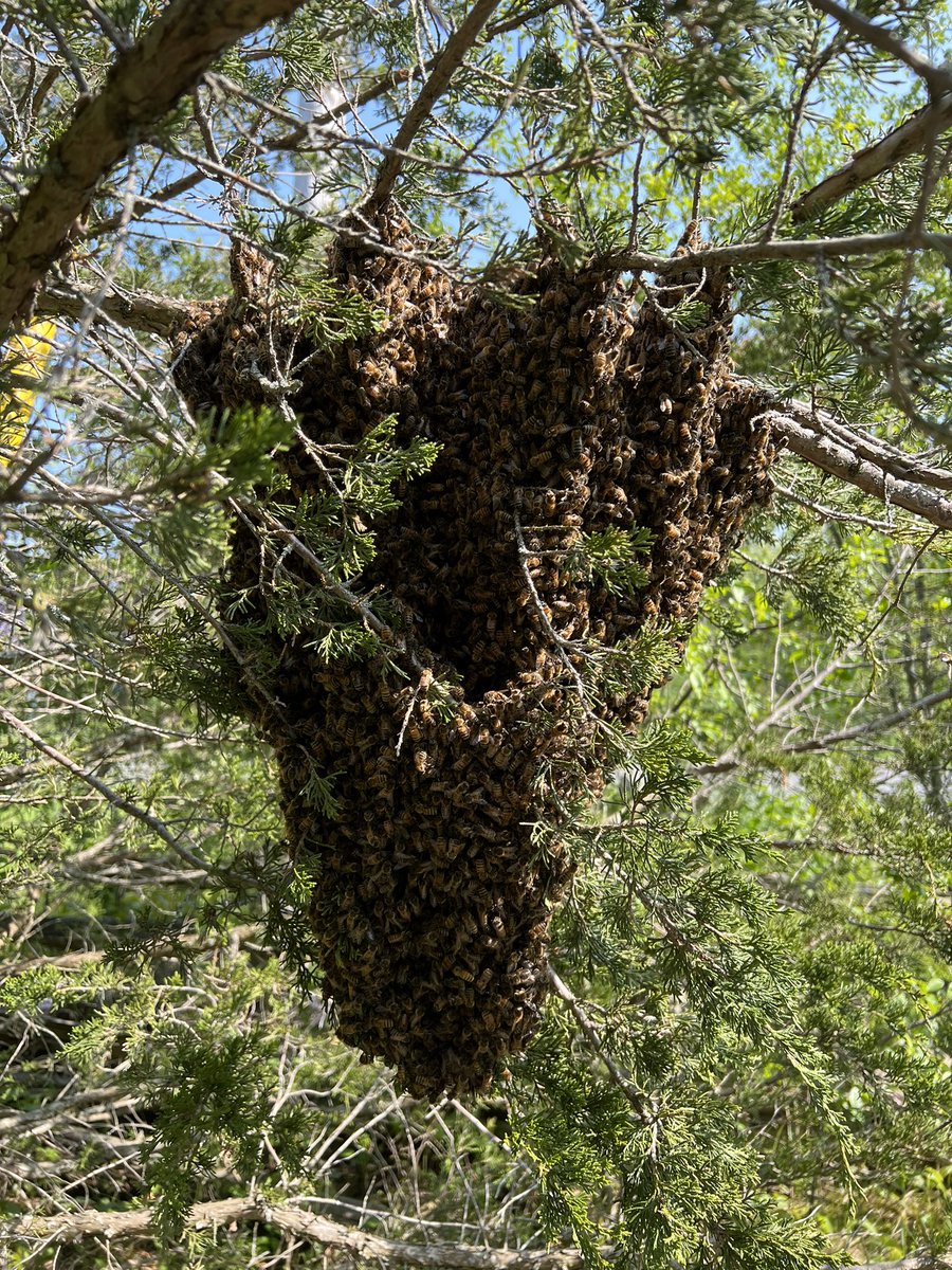 So. Many. Swarms! I think half my hives have swarmed already. I’ve never seen anything like this, especially so early in the season. You?