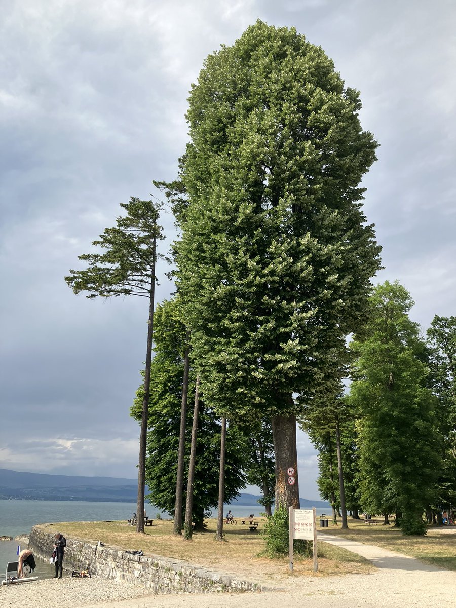 GmurHelen's tweet photo. to #CHENS SUR LÉMAN #France and back to Hermance
#Bank mit #Blick Richtung #Jura #Nyon https://t.co/eYsxLPIcFd
