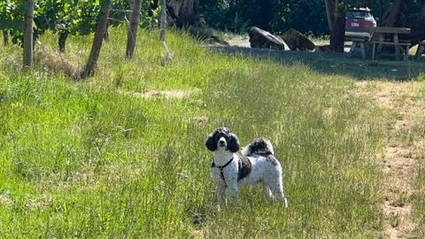 Summer at the Vineyard - mailchi.mp/88fda7c060ec/j…