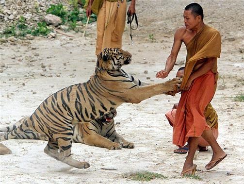 attacks35568's tweet image. Wild animal attacks on caught on camera