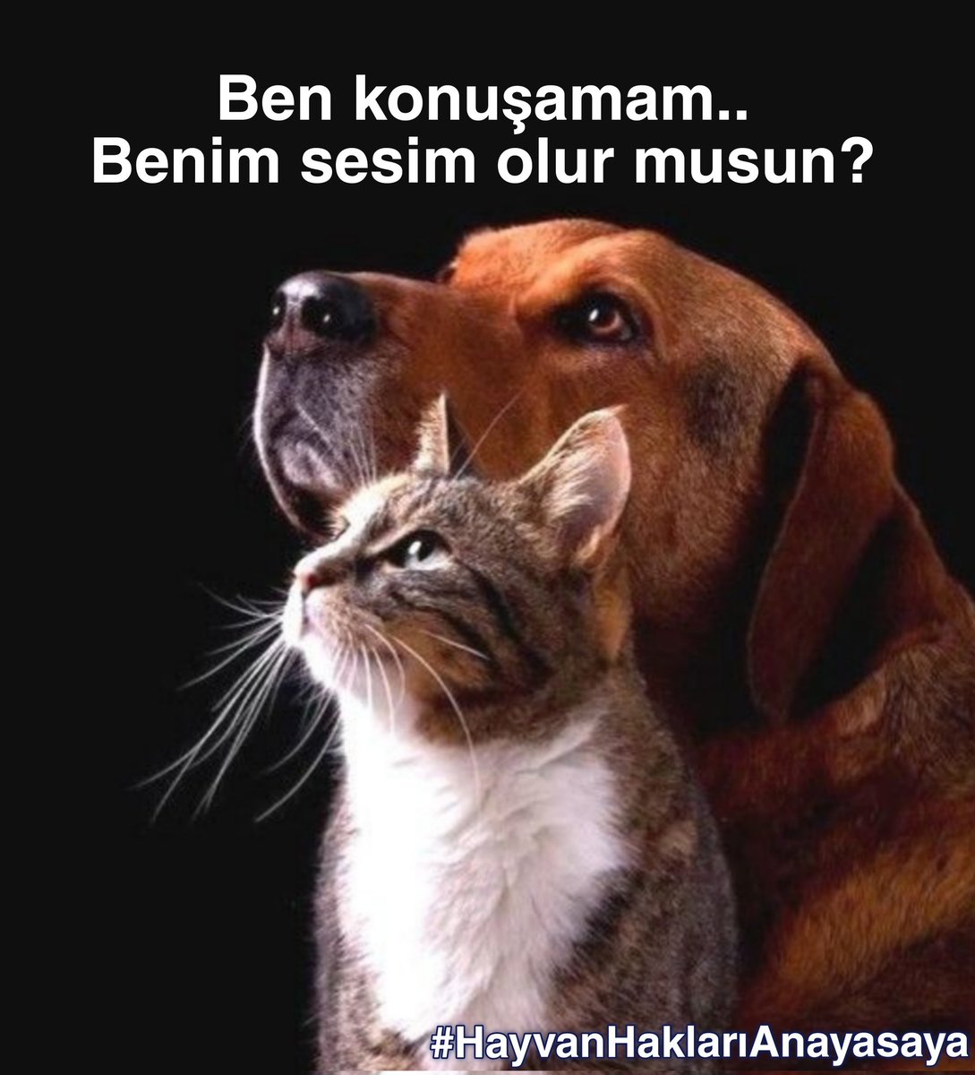 Her gün şiddet gören, zehirlenen, öldürülen canlar var. Üstelik failleri ceza bile almadan serbest geziyor. Buna ACİLEN çözüm bulunmalı. Hayvana şiddete HAPİS cezası verilsin! #HayvanHaklarıAnayasaya #YaşamHakkınaSaygı #SokakHayvanlarıSahipsizDeğil