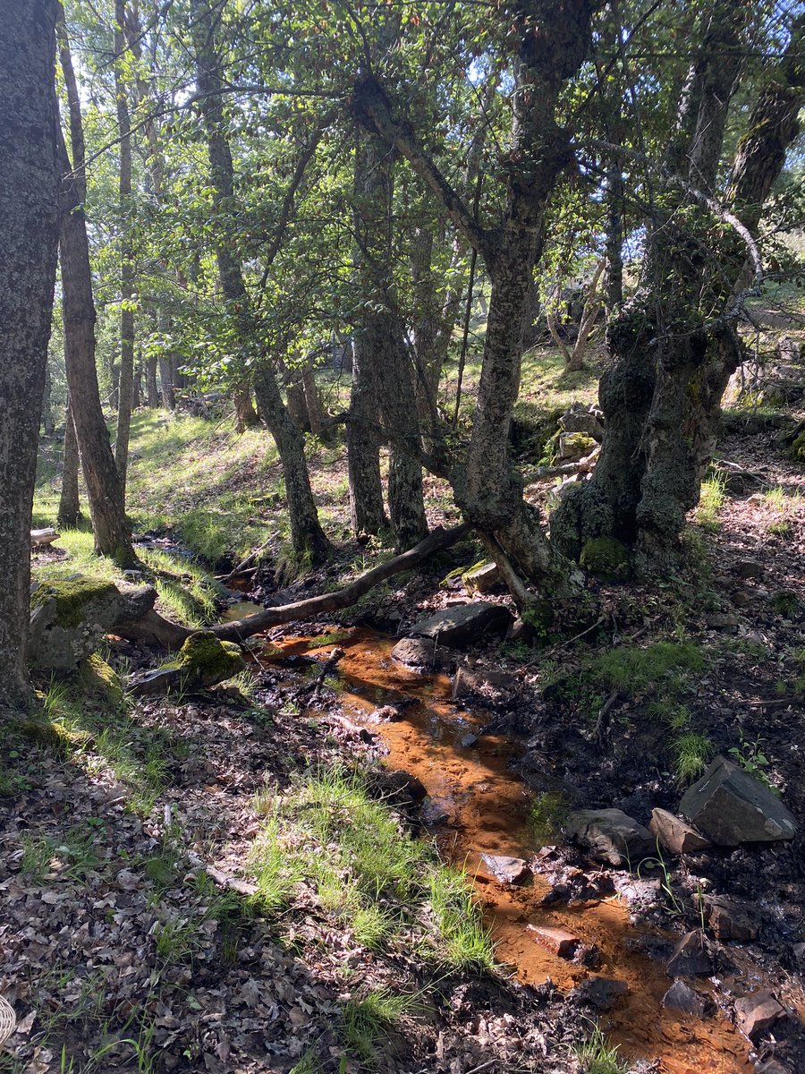 Este año tampoco os libráis de mí #perretxicos #setas #setasdeprimavera
