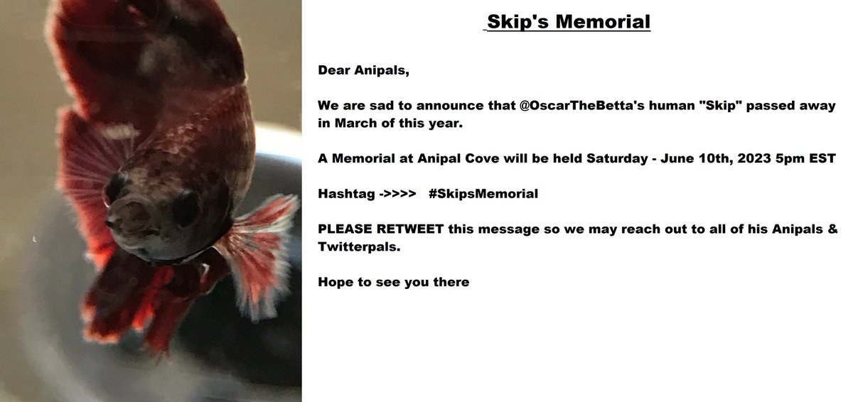 Kato Q Parrot tweet media