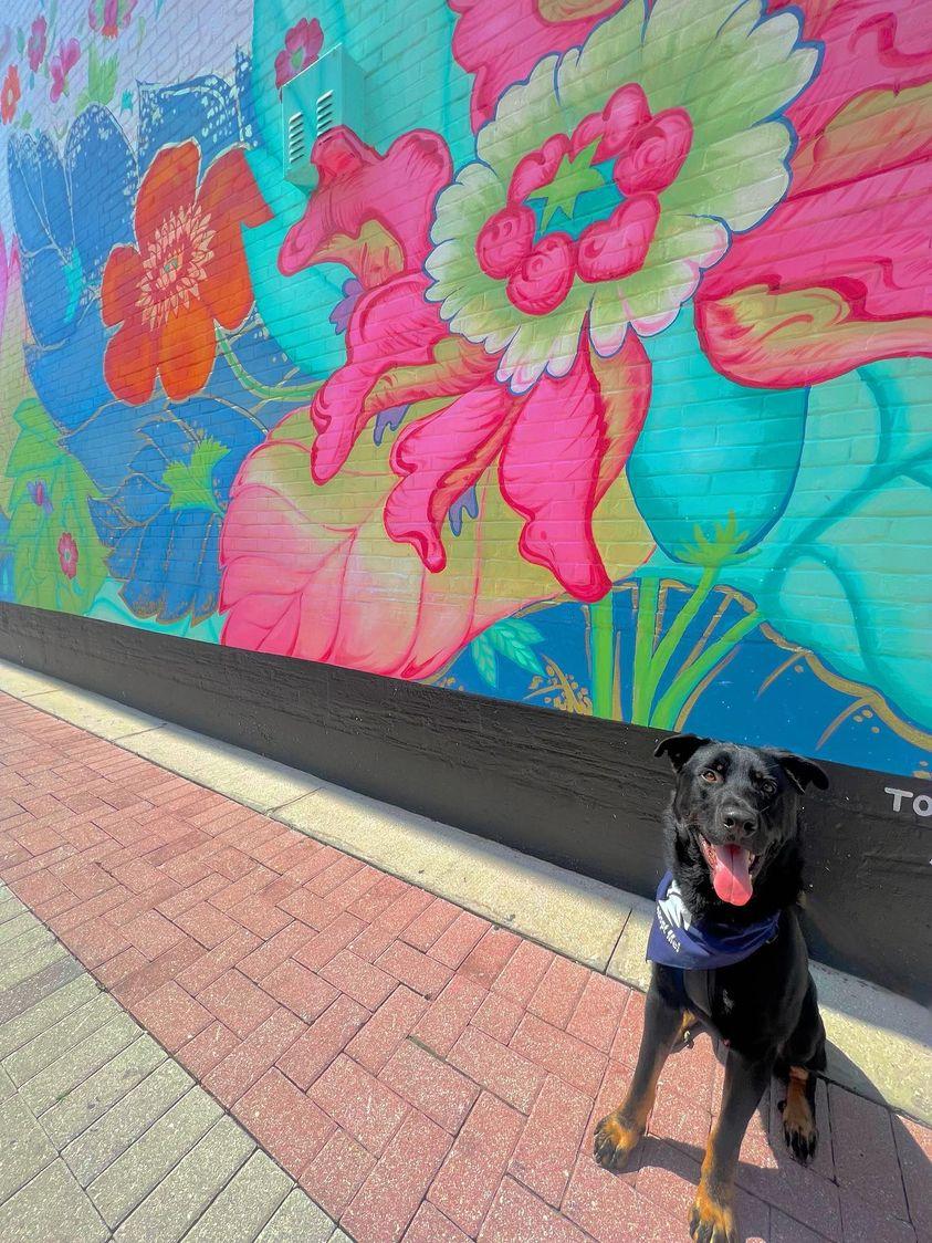 Go on a Doggie Date! 💕  You can take a shelter dog out on the town for a few hours and get to know them! 🐾 Max is available for adoption! 
Spcaflorida.org/doggiedate
Spcaflorida.org/adopt-a-dog 
#adoptdontshop #spcaflorida
