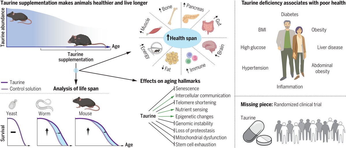 Taurine deficiency as a driver of aging 'Taurine abundance decreases during aging. A reversal of this decline through taurine supplementation increases health span and life span in mice and worms and health span in monkeys...' science.org/doi/10.1126/sc… @ScienceMagazine