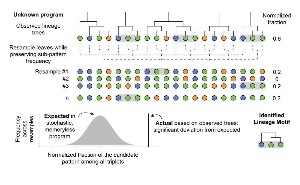 How do tissues generate diverse cell types in defined proportions that vary across space and evolution? Our new preprint presents Lineage Motif Analysis (LMA), a statistical approach that extracts generative fate programs from observations of cell fates on lineage trees. /1