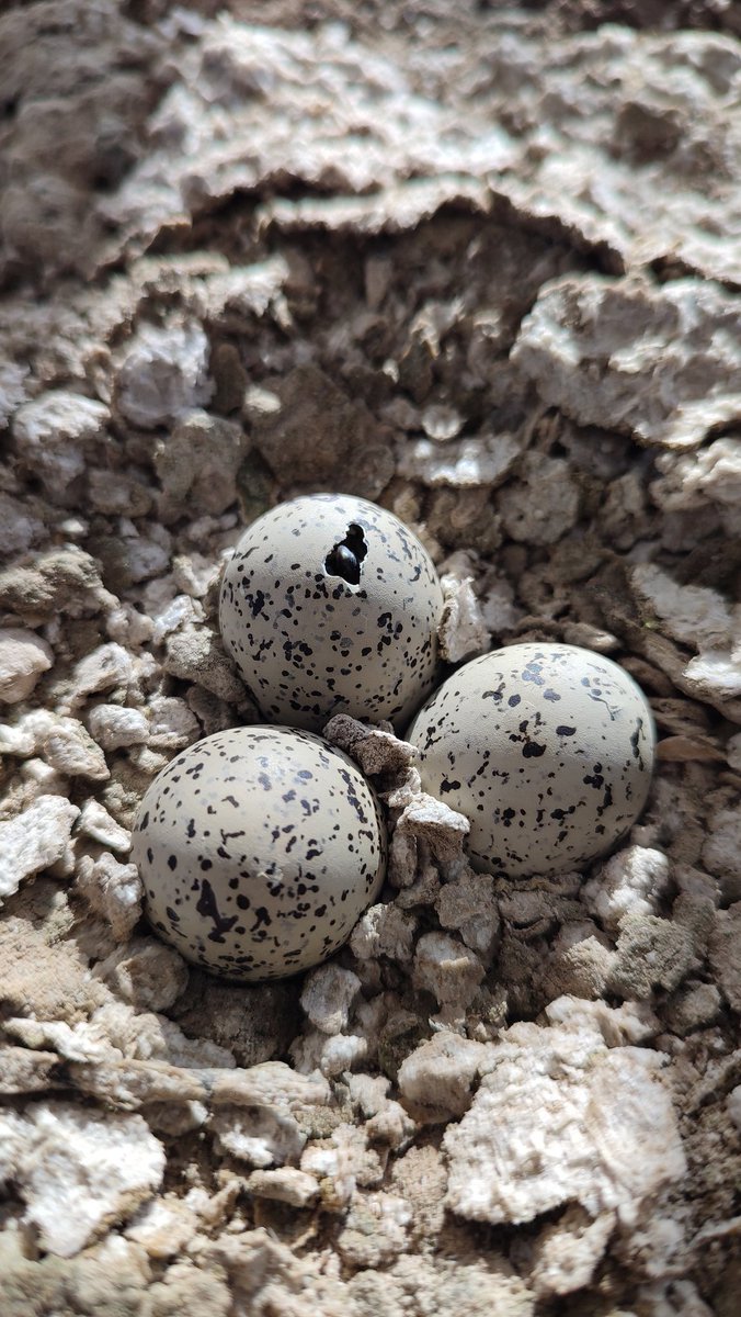 Sheccid Chagoya tweet media