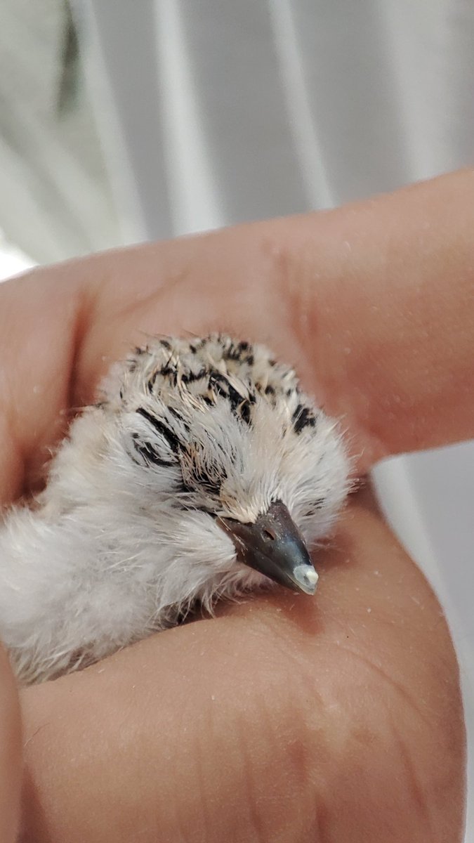 Sheccid Chagoya tweet media