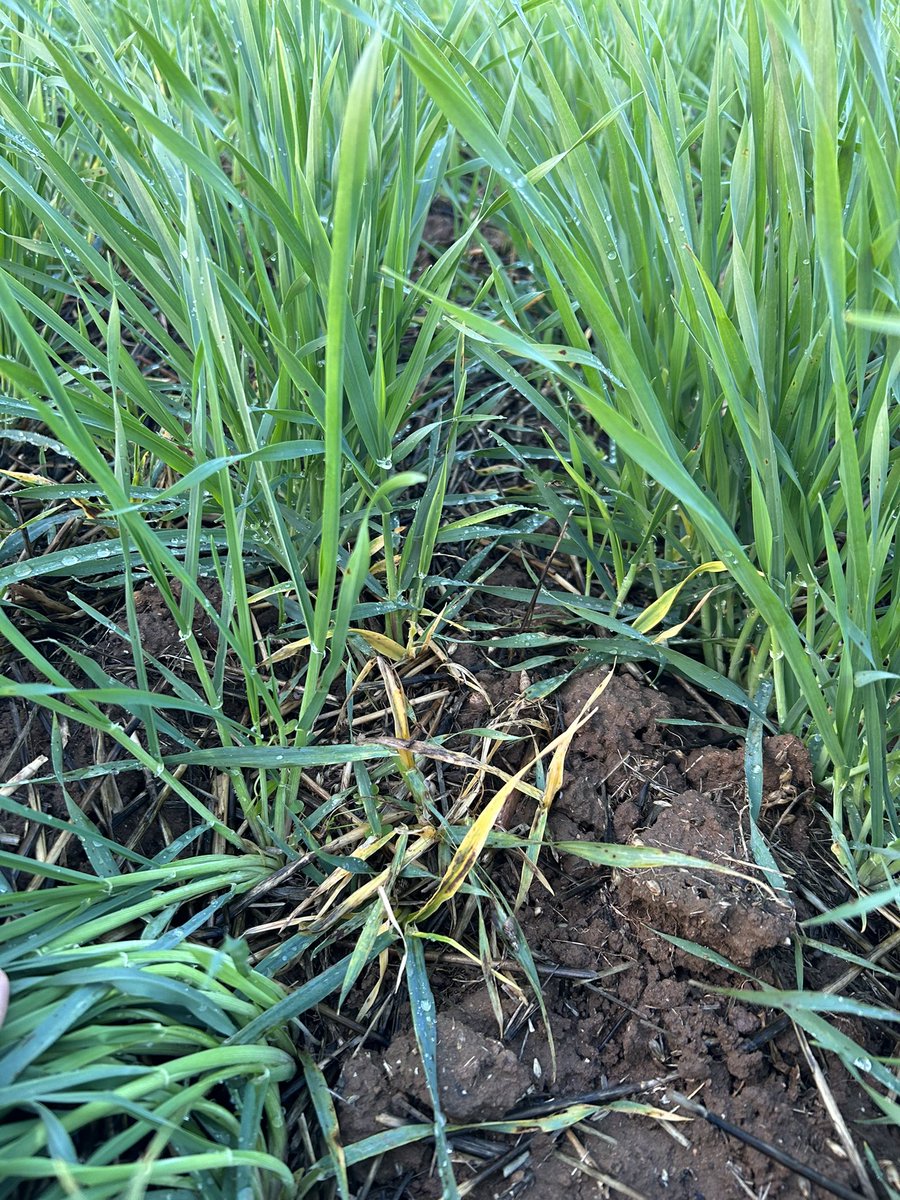 Controlling volunteer clearfield barley in barley, that’s a first #titanax #AGT