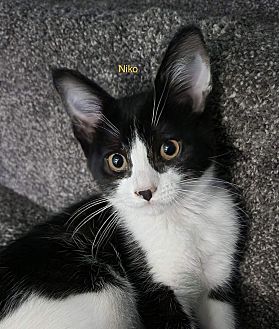 Hi! I'm Niko, a Female Domestic Shorthair Cat. #DomesticShorthair #Cat #BillytheKiddenRescue adoptapet.com/pet/38195596-v…