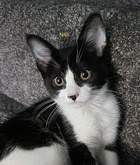 BillyTheKidden's tweet photo. Hi! I'm Niko, a Female Domestic Shorthair Cat. #DomesticShorthair #Cat #BillytheKiddenRescue https://t.co/PZmH1cEvgR https://t.co/VkZ0Rh3hFd
