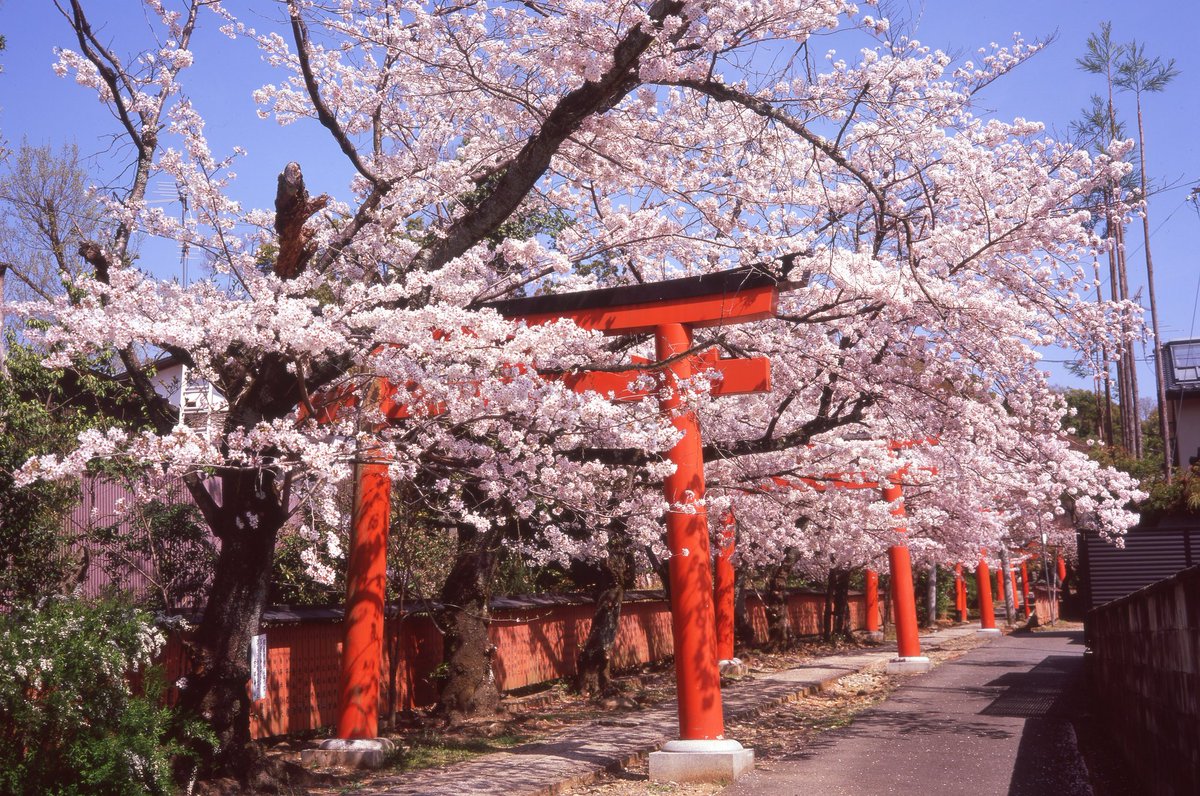 Uchi_Aki's tweet photo. 春の参道
#69の日 #6x9の日
#FUJICA #GL690 #film #フィルム写真
#ブローニー #FUJIFILM #velvia100 #桜 #京都 https://t.co/xBBJdhz4xd