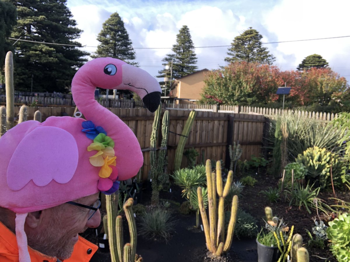 Bundogs's tweet image. Happy Flamingo 🦩 Friday for those playing at home 🤓
🦩 was at the pool early and I have discovered a perfect carry case for him/her 😉
Fresh start to the day here so head protection was called for 🦩🤡
Also rocking the tradie 🦩 undies 😚👌 #flamingofriday #fullycommitted