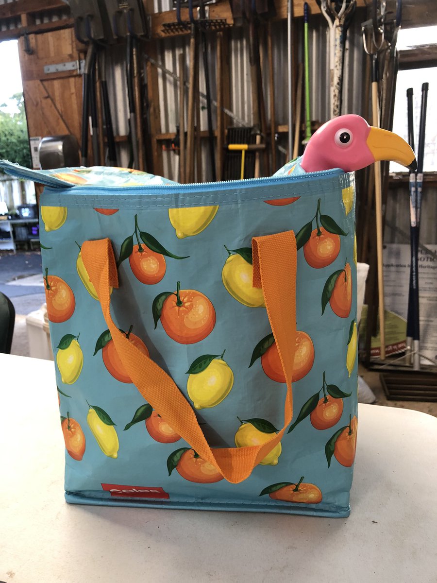 Bundogs's tweet image. Happy Flamingo 🦩 Friday for those playing at home 🤓
🦩 was at the pool early and I have discovered a perfect carry case for him/her 😉
Fresh start to the day here so head protection was called for 🦩🤡
Also rocking the tradie 🦩 undies 😚👌 #flamingofriday #fullycommitted