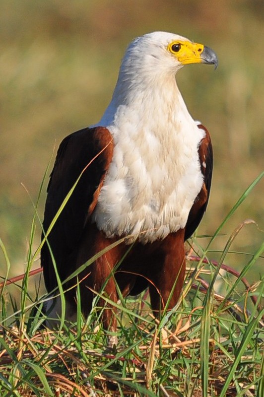 African fish eagle 🌍 #Africanbirds | #English #birdnames #birds