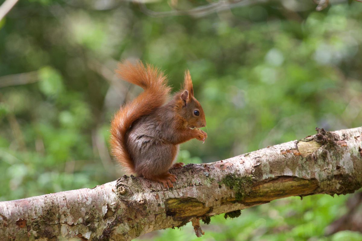 @AngleseyScMedia @BBCSpringwatch Just a small selection of photos my partner took at the Dingle in Llangefni in early May. Wonderful