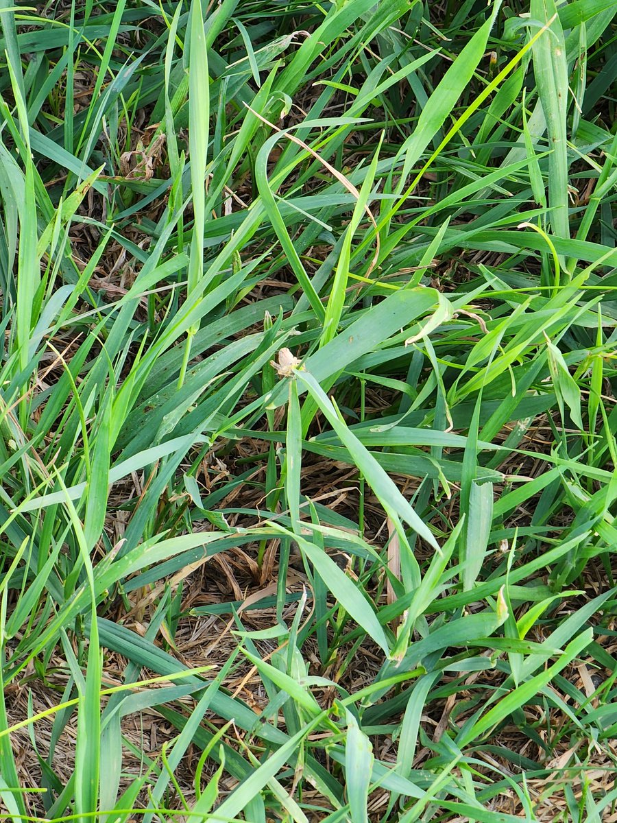 Ahh good the hoppers are back.............