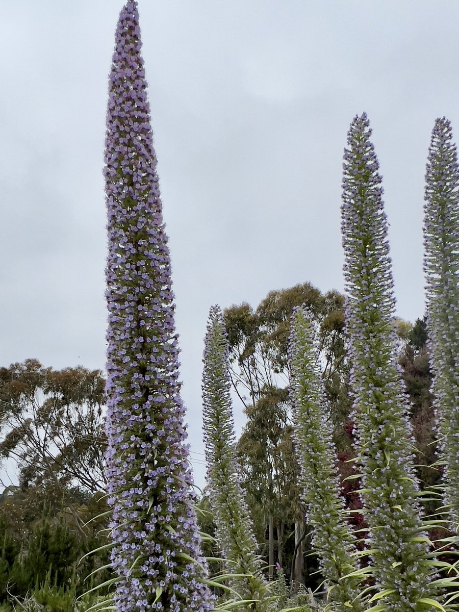 BelliniMom's tweet image. I keep forgetting just how many happy places I have! #BodegaBay