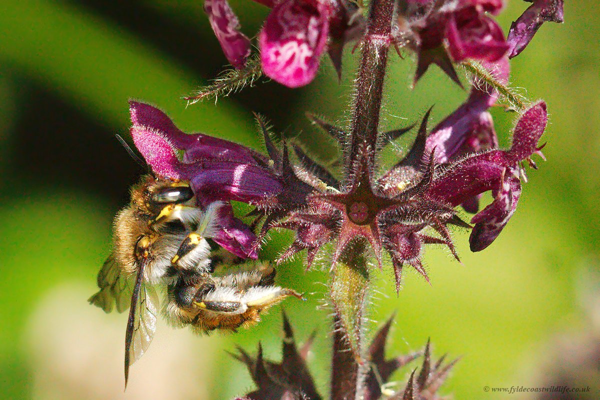 Wool Carder Bee (Anthidium manicatum) in the garden today. Feeding on Hedge Woundwort, which I usually pull up to stop it spreading, but apparently it's a type of Stachys & the Wool Carders love it - who knew?