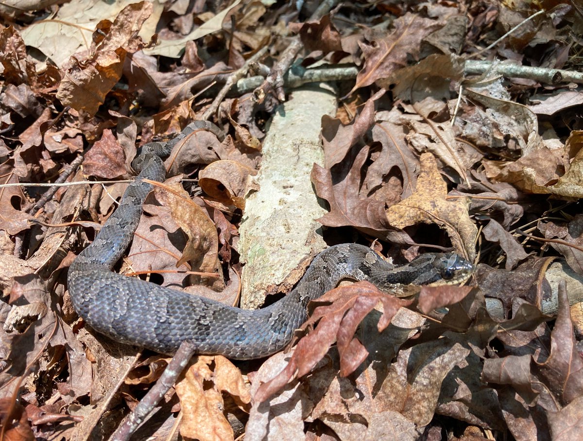 Our Trails Program Director Shane saw this beautiful guy sunbathing earlier just off of the future Wilderness Gateway State Trail!

When in nature, snakes are always around us. But don't worry! Just give them their space and you've got nothing to worry about. 🐍
#WGST