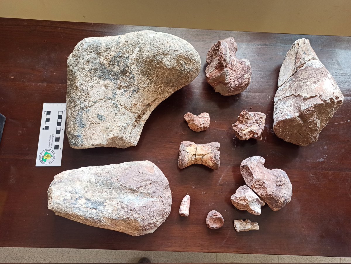 Field day 2: few sauropod dinosaurs bones, incomplete femur and some vertebrae. Possible incomplete mosasaur mandible and more from the Cretaceous beds of Peruvian Andes 
 #PeruPaleoDino2023