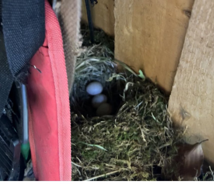 lauradarke's tweet photo. #Springwatch in our own back garden. Keeping our distance but any idea what the eggs are? Not Seen the mum https://t.co/DaTkD0ckIg