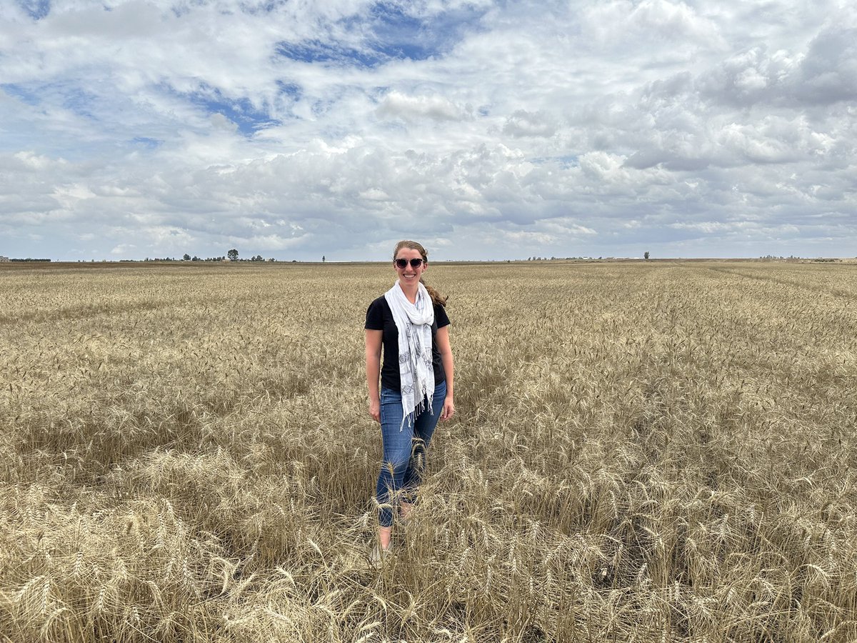 glrosenbach's tweet photo. Visited @ICARDA and @INRAMaroc’s conservation agriculture research station today in Marchouch to learn how they are “saying no to the (hand) hoe” #NoTill #OneCGIAR #3ACCA https://t.co/OGoei3EYt4